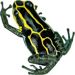 French Guiana Yellow